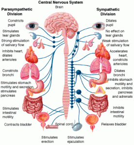 autonomic-nervous-system | Gluten Freedoms' Blog