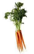 Root (carrot)